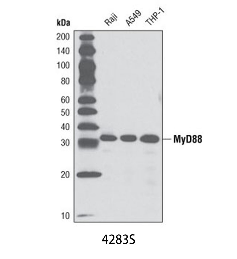 MyD88 (D80F5) Rabbit mAb