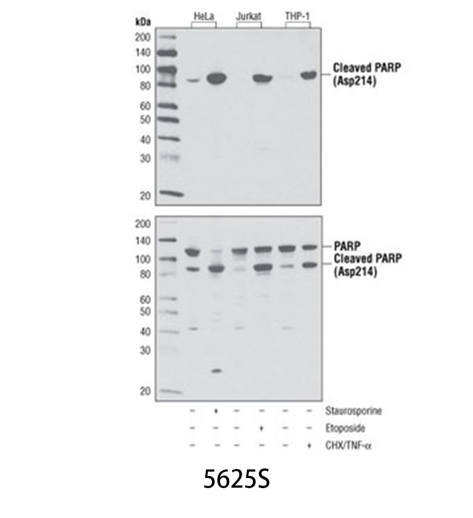 Cleaved PARP (Asp214) (D64E10) XP Rabbit mAb