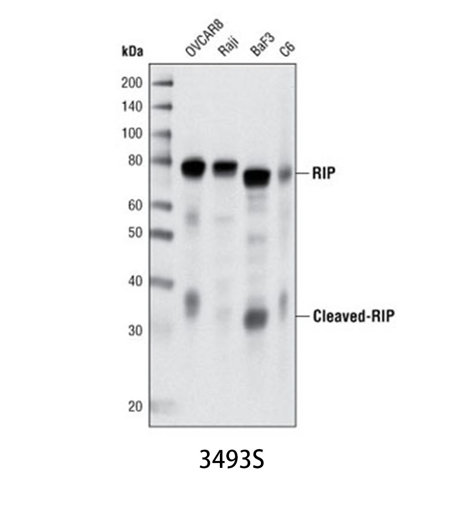 RIP (D94C12) XP Rabbit mAb