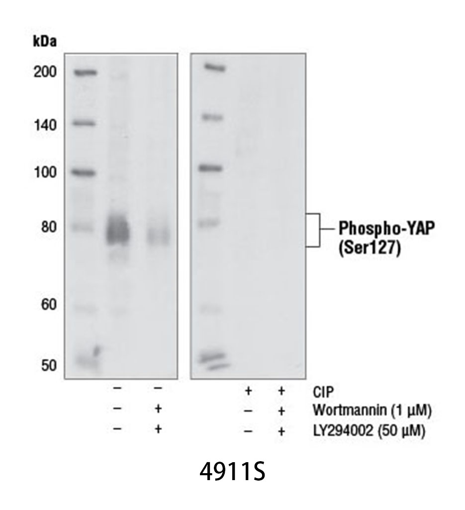 Phospho-YAP (Ser127) Antibody