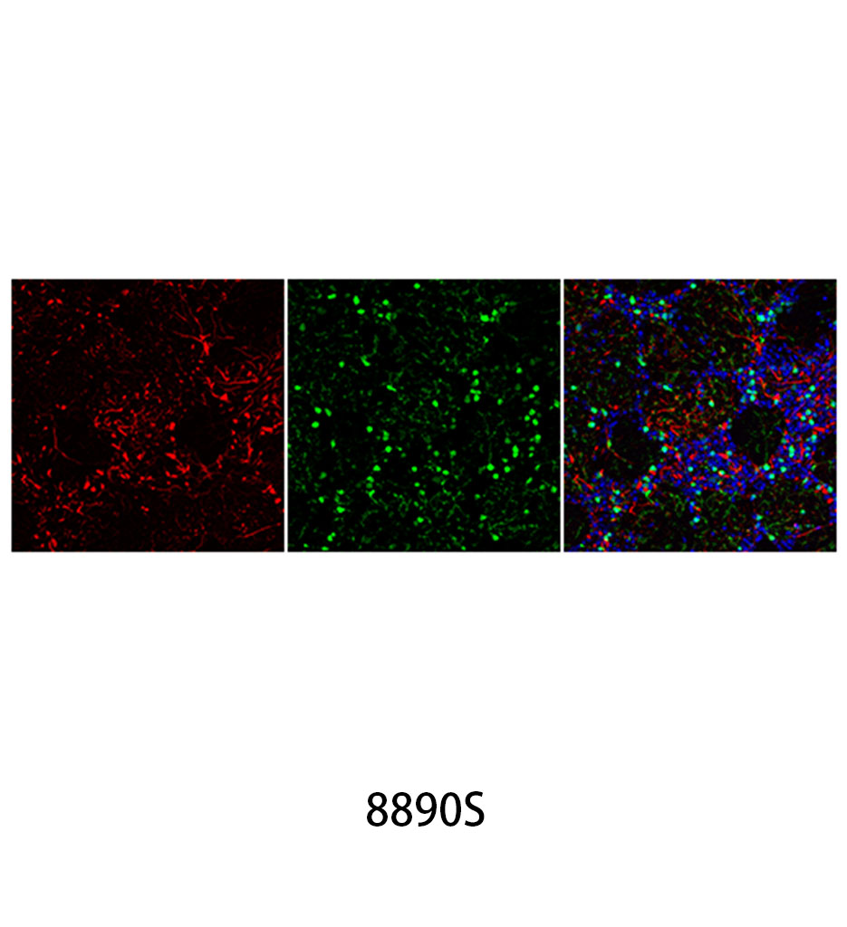 Anti-mouse IgG (H+L) F(ab')<sub>2</sub> Fragment (Alexa Fluor 594 Conjugate)