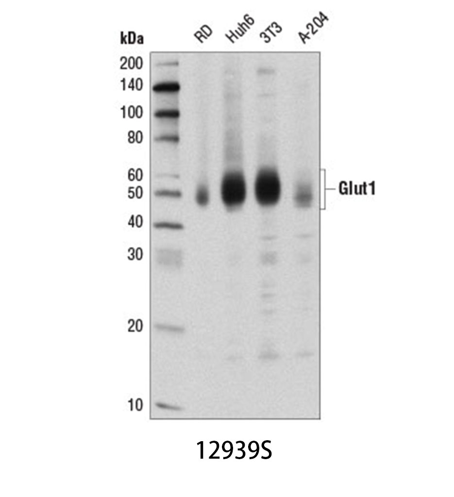 Glut1 (D3J3A) Rabbit mAb
