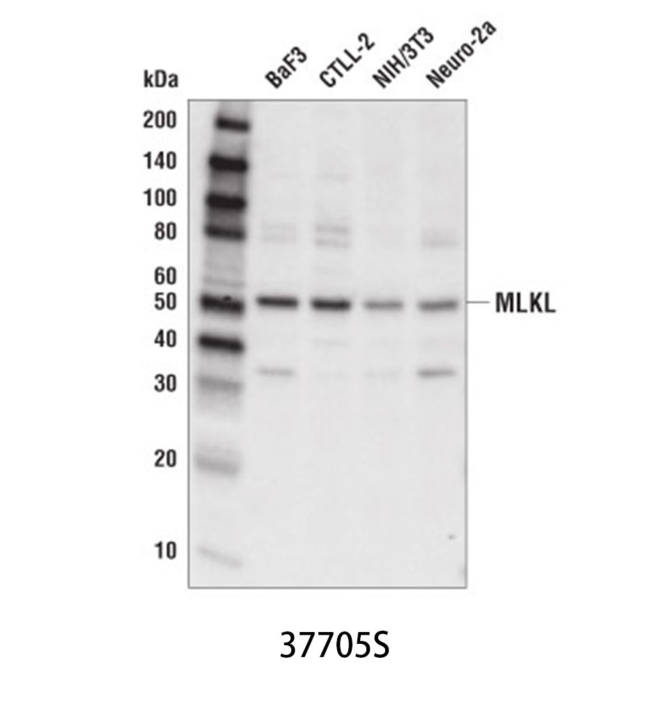 MLKL (D6W1K) Rabbit mAb (Mouse Specific)