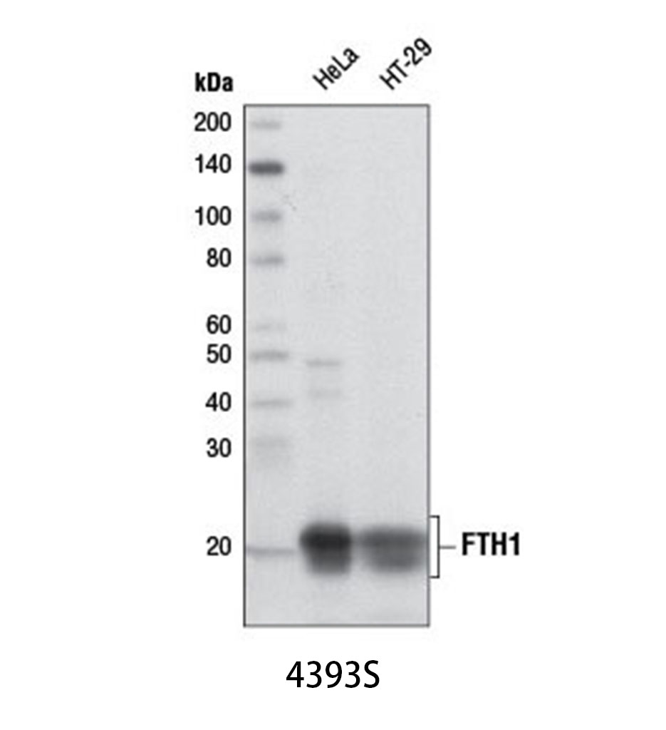 FTH1 (D1D4) Rabbit mAb