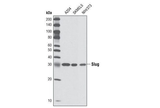 Slug (C19G7) Rabbit mAb
