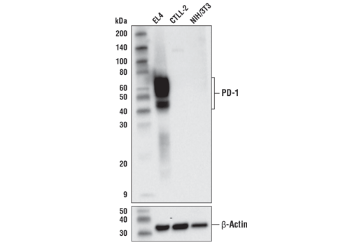 PD-1 (D7D5W) XP Rabbit mAb (Mouse Specific)