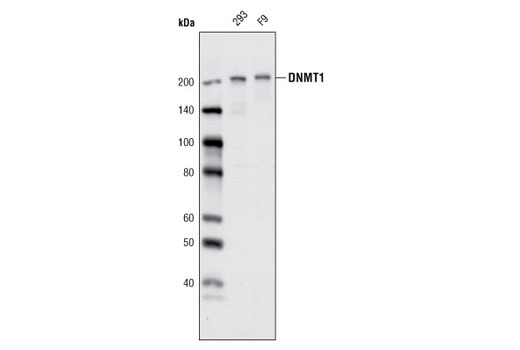 DNMT1 (D63A6) XP Rabbit mAb