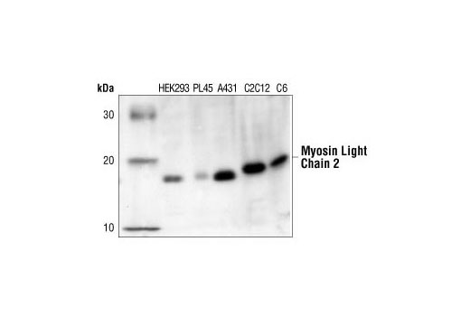 Myosin Light Chain 2 Antibody