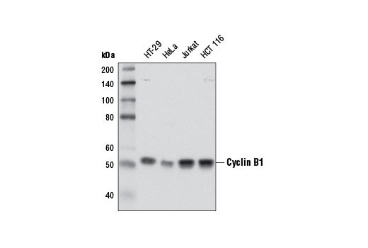 Cyclin B1 (D5C10) XP Rabbit mAb