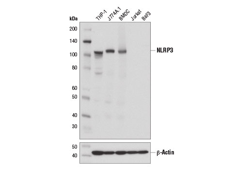 Mouse Reactive Inflammasome Antibody Sampler Kit