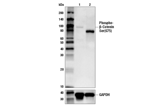 Phospho-β-Catenin (Ser675) (D2F1) XP Rabbit mAb