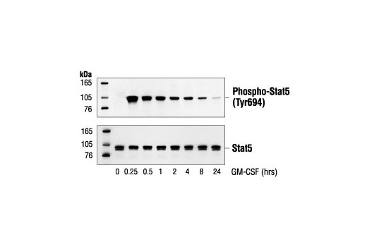 Phospho-Stat5 (Tyr694) Antibody