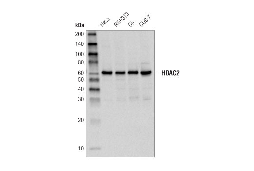 HDAC2 (D6S5P) Rabbit mAb
