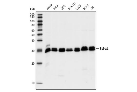 Bcl-xL (54H6) Rabbit mAb