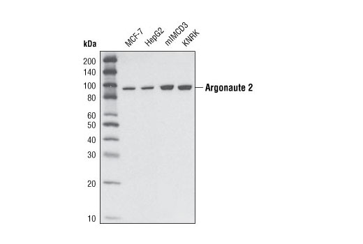 Argonaute 2 (C34C6) Rabbit mAb
