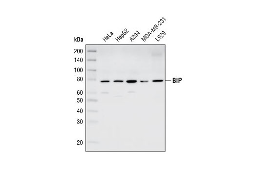 BiP Antibody