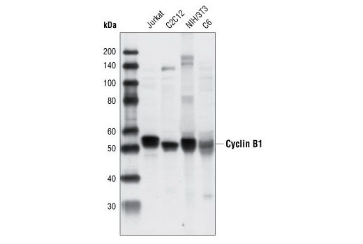 Cyclin B1 Antibody