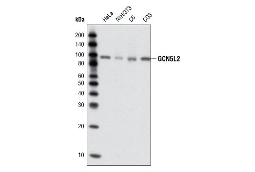 GCN5L2 (C26A10) Rabbit mAb