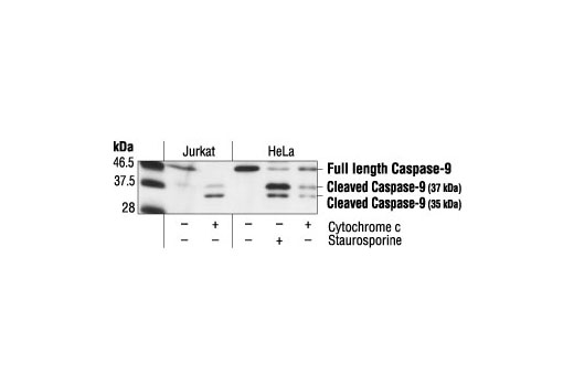 Caspase-9 Antibody (Human Specific)