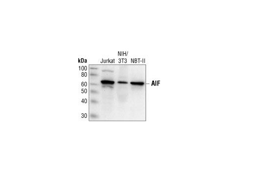AIF Antibody