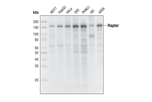 Raptor (24C12) Rabbit mAb