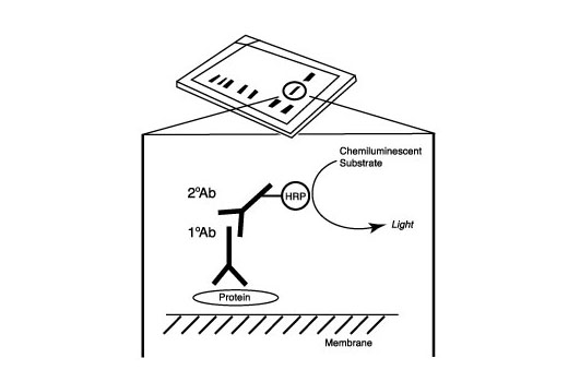 Rb Antibody Sampler Kit