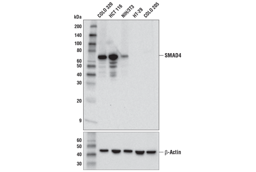 SMAD4 (D3R4N) XP Rabbit mAb