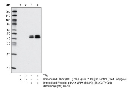 Rabbit (DA1E) mAb IgG XP Isotype Control (Sepharose Bead Conjugate)