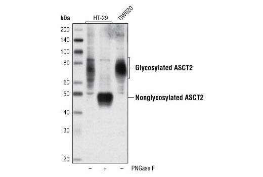 ASCT2 (V501) Antibody