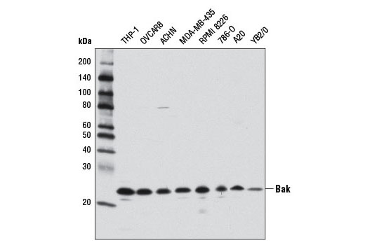 Bak (D4E4) Rabbit mAb