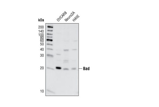 Bad (11E3) Rabbit mAb (IP Preferred)