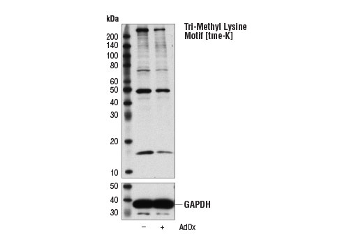 Tri-Methyl Lysine Motif [tme-K] (D1L1X) Rabbit mAb