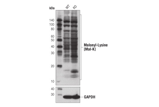 Malonyl-Lysine [Mal-K] MultiMab Rabbit mAb mix