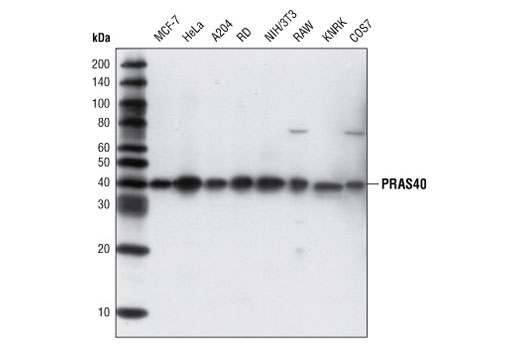 PRAS40 (D23C7) XP Rabbit mAb