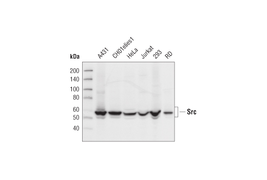 Src (32G6) Rabbit mAb