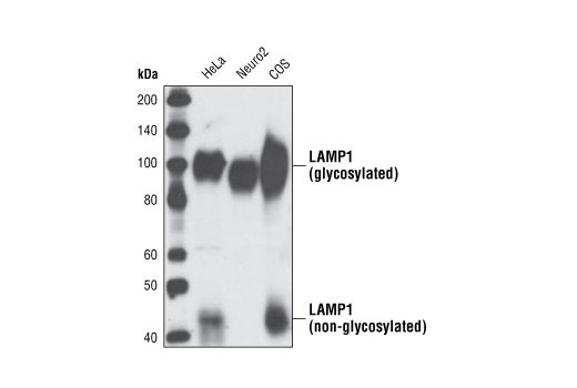 LAMP1 (C54H11) Rabbit mAb