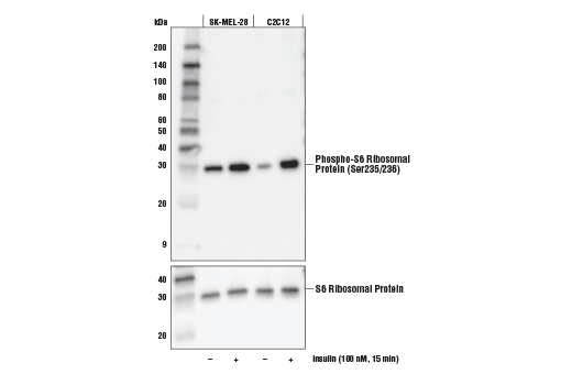 Phospho-S6 Ribosomal Protein (Ser235/236) (E2R1O) Mouse mAb