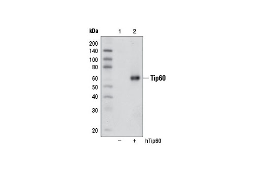 Tip60 Antibody