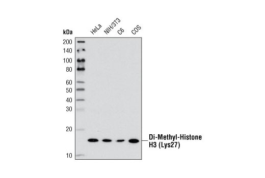 Di-Methyl-Histone H3 (Lys27) (D18C8) XP Rabbit mAb