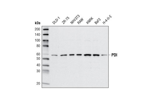 PDI (C81H6) Rabbit mAb
