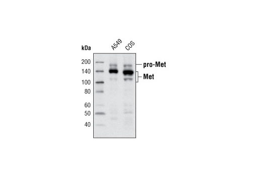 Met (L41G3) Mouse mAb