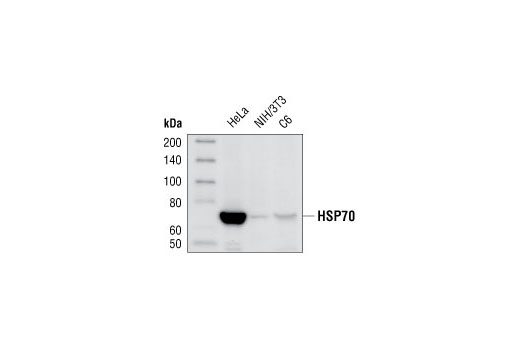 HSP70 (D69) Antibody