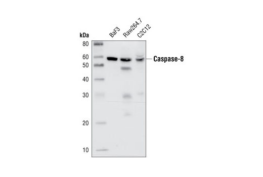 Caspase-8 Antibody (Mouse Specific)