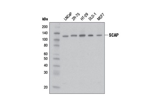 SCAP Antibody