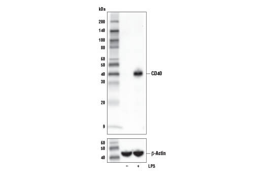 CD40 (E2Z7J) Rabbit mAb