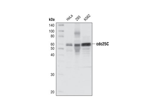 cdc25C Antibody Sampler Kit