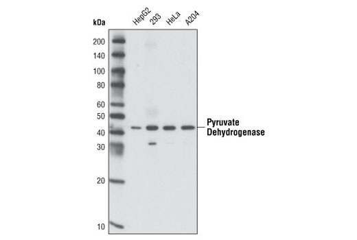 Pyruvate Dehydrogenase (C54G1) Rabbit mAb
