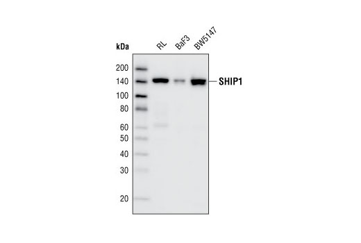 SHIP1 (D1163) Antibody