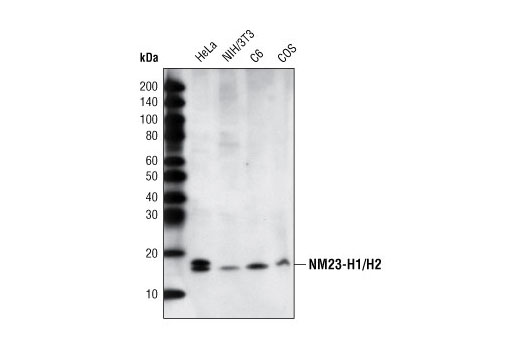 NME1/NDKA (D98) Antibody