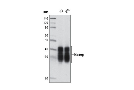 Nanog (D2A3) XP Rabbit mAb (Mouse Specific)